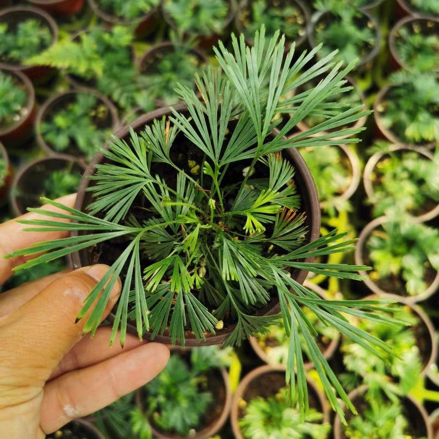 Eyelash Fern ( Actiniopteris australis )