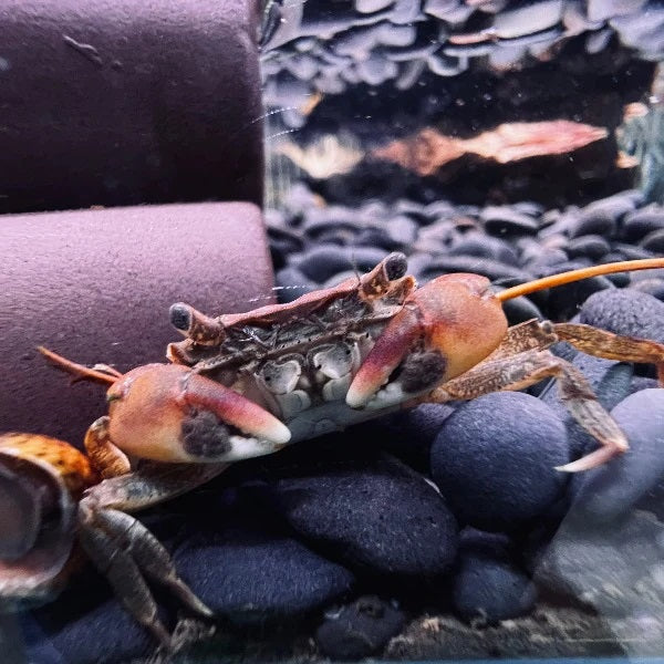 Pepper crabs (Hemigrapsus penicillatus)