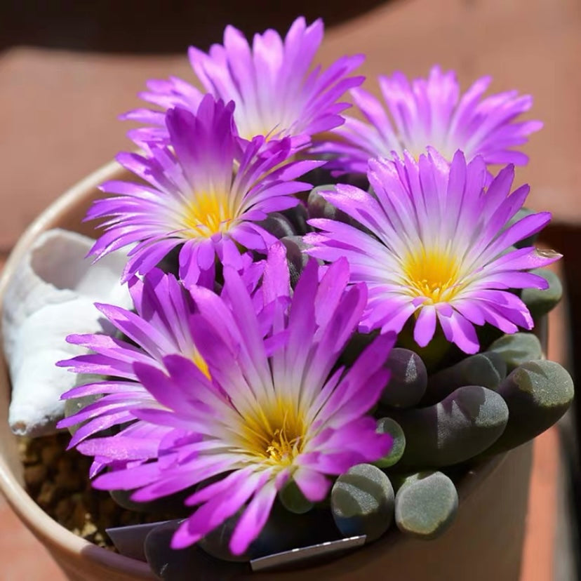 succulent elephant foot Fairy elephant's feet (Frithia pulchra) for Sale