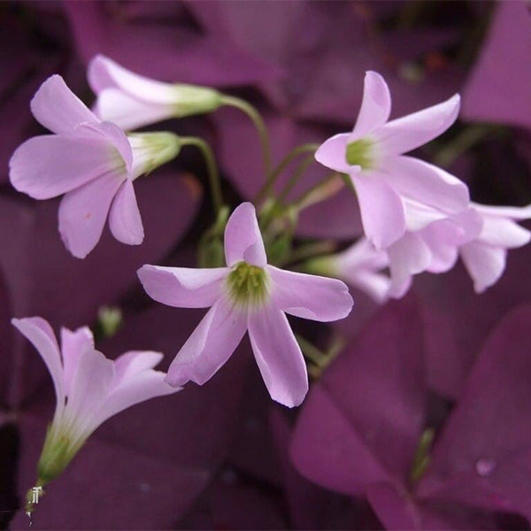 False Shamrock ( Oxalis triangularis )