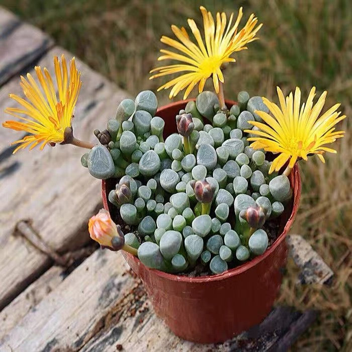 Baby toes (Fenestraria aurantiaca)
