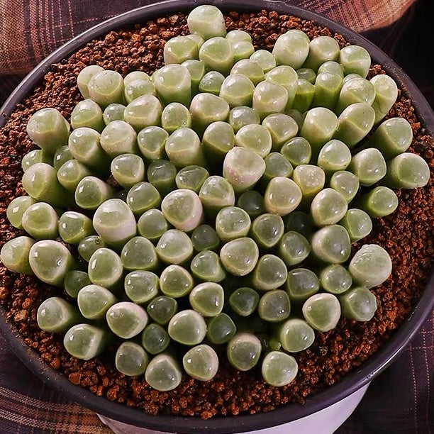 Baby toes (Fenestraria aurantiaca)