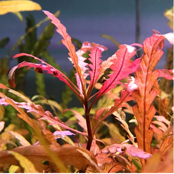 Fern Hygrophila (Hygrophila pinnatifida)