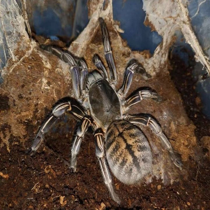 Thai Zebra Tarantula (Cyriopagopus albostriatus)