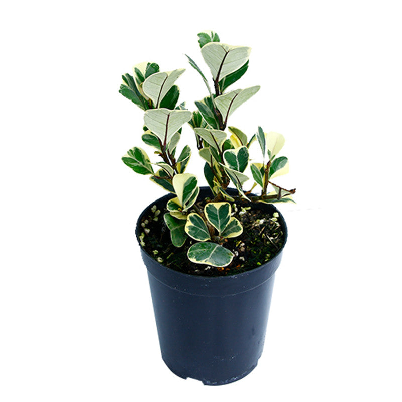 Ficus triangularis
