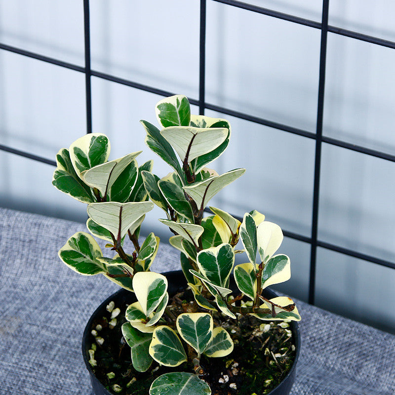 Ficus triangularis