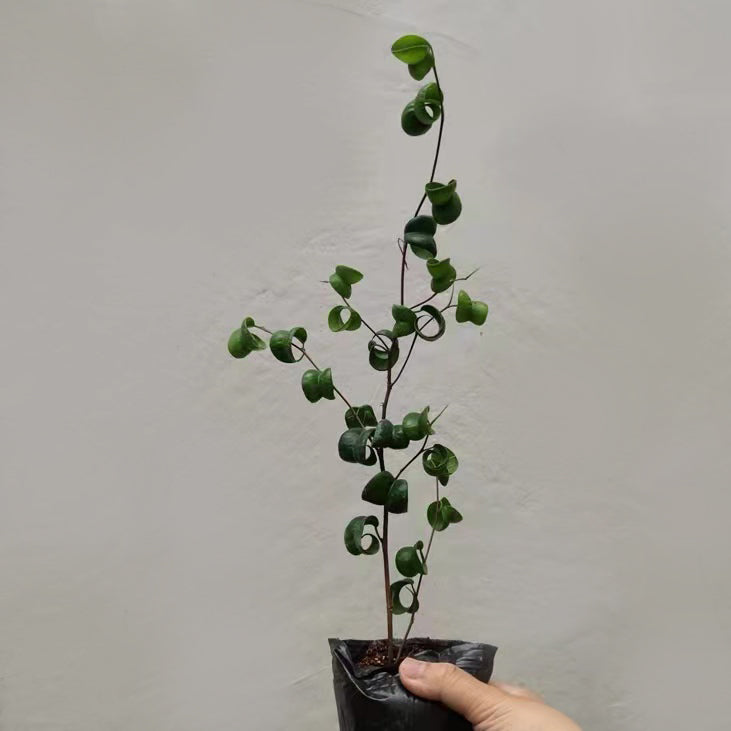 Ficus benjamina 'Barok'