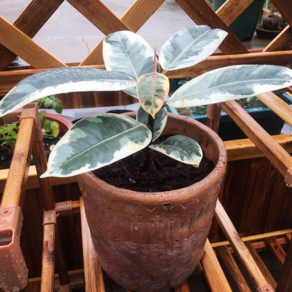 philodendron ficus Leaf Fig 'Tineke' (Philodendron spp.)