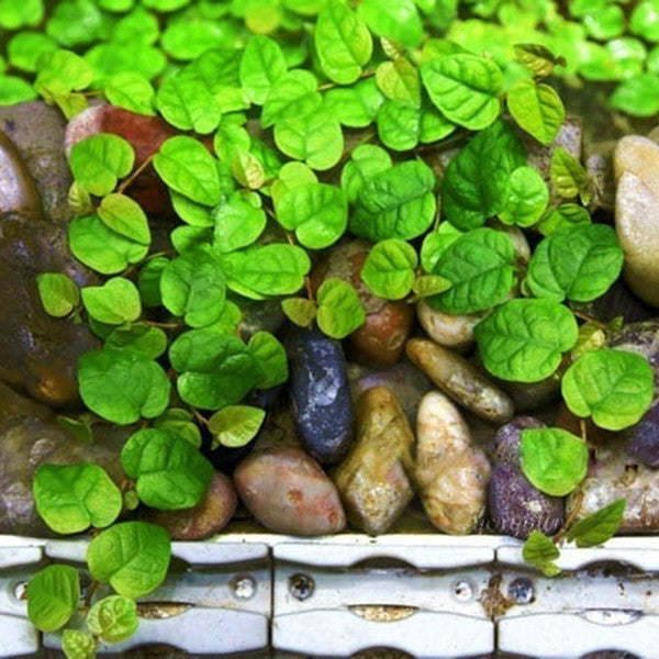 Creeping Fig (Marcgravia spp.)