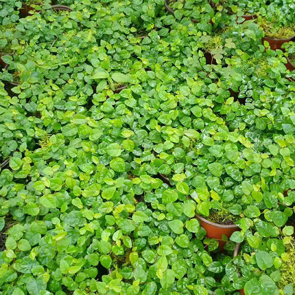 Creeping Fig (Marcgravia spp.)