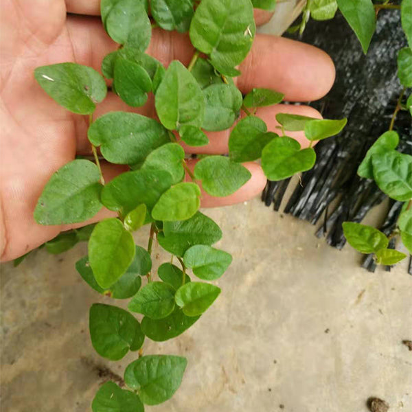 Creeping Fig (Marcgravia spp.)