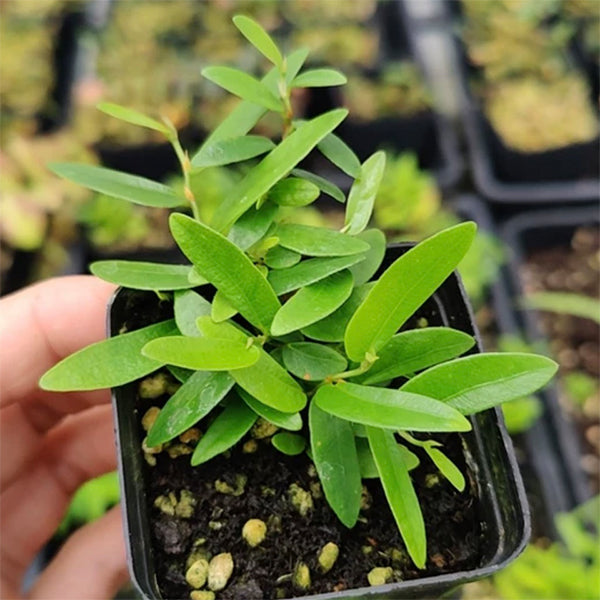 Ficus Pumila Narrow leaf