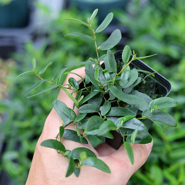 Ficus Pumila Narrow leaf