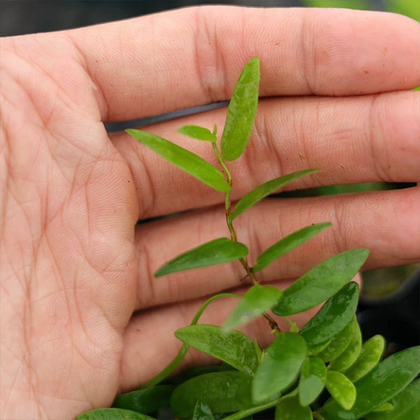 Ficus Pumila Narrow leaf