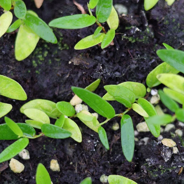 Ficus Pumila Narrow leaf