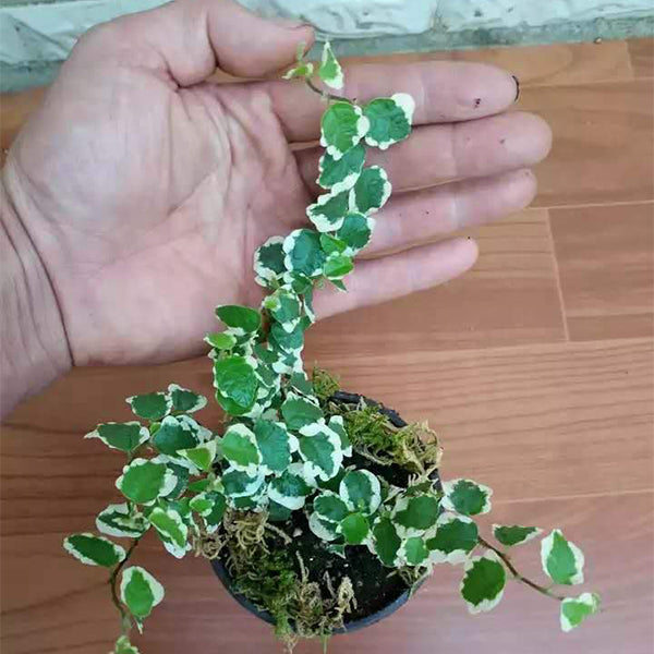 Climbing Vine 'Variegata' (Marcgravia spp.)