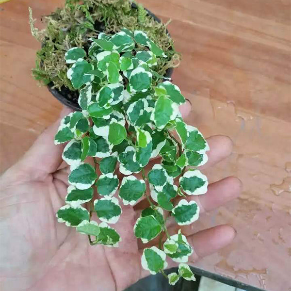 Climbing Vine 'Variegata' (Marcgravia spp.)