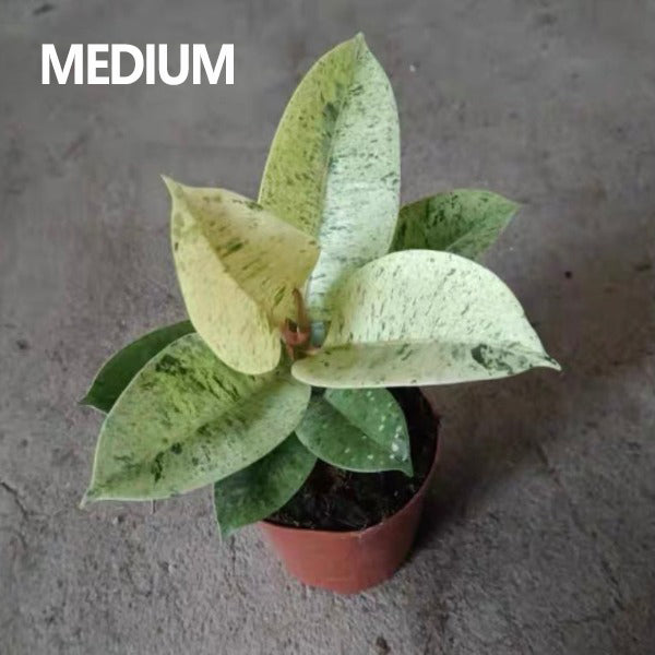 Ficus elastica 'Shivereana'