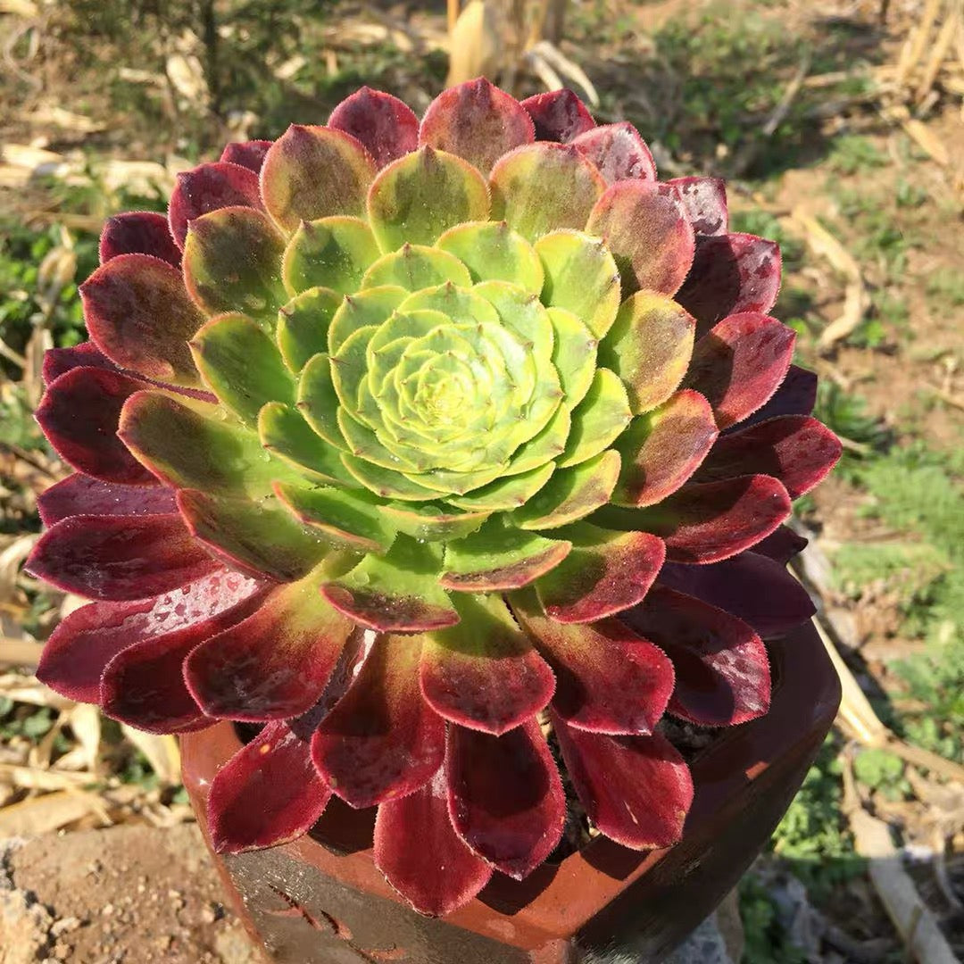 fiesta succulent Fiesta(Aeonium)