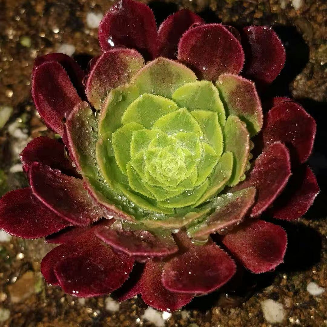 Fiesta(Aeonium)