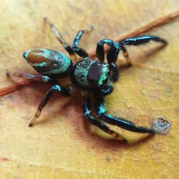 Fighting Jumping Spider (Thiania bhamoensis)