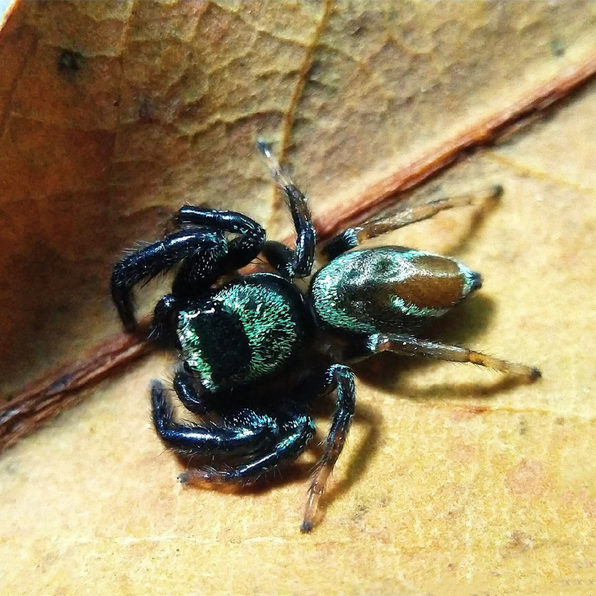 Fighting Jumping Spider (Thiania bhamoensis)