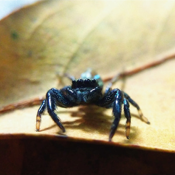 Fighting Jumping Spider (Thiania bhamoensis)