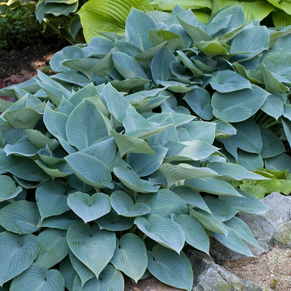 blue hosta plant indoor Fragrant Blue Hosta for Sale