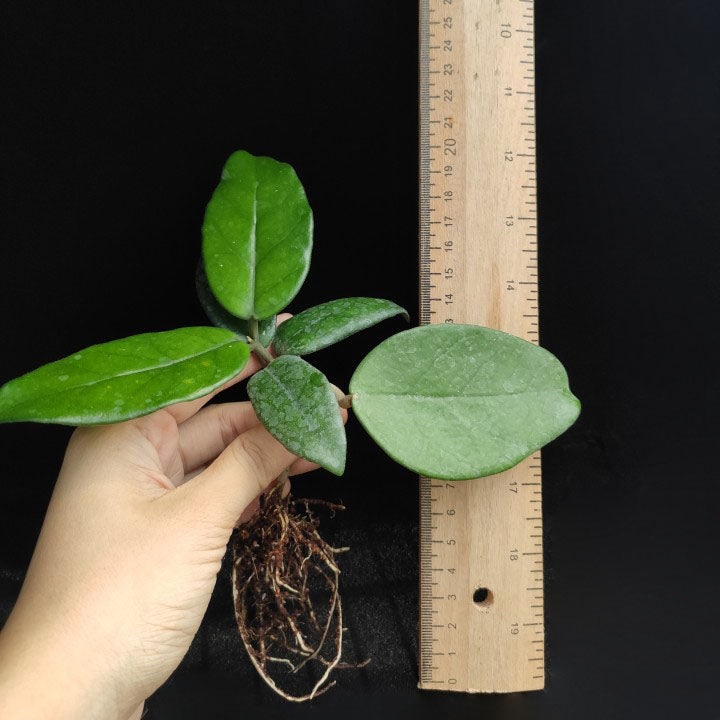 Hoya jianfenglingensis