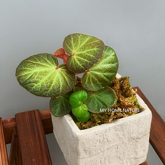 Begonia ' Bonita Shea '