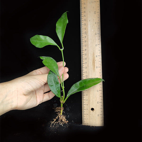 Hoya campanulata