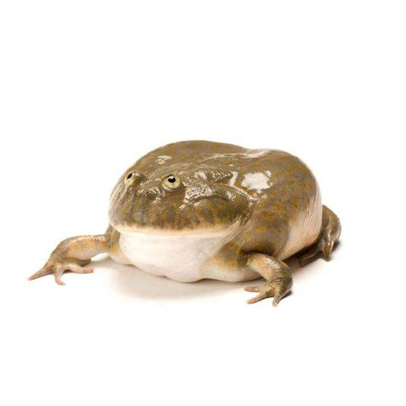 Budgett's Frog (Lepidobatrachus laevis)