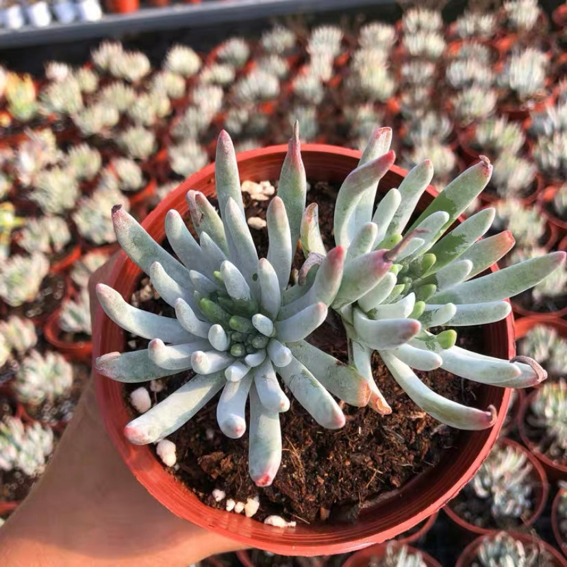 Fingertips (Dudleya edulis)