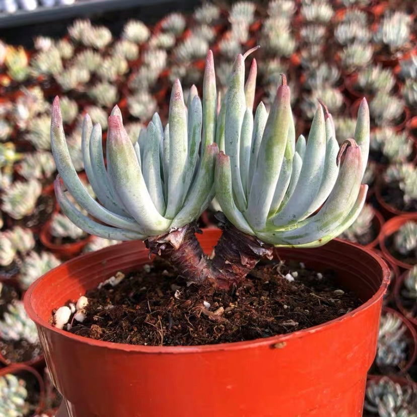 Fingertips (Dudleya edulis)