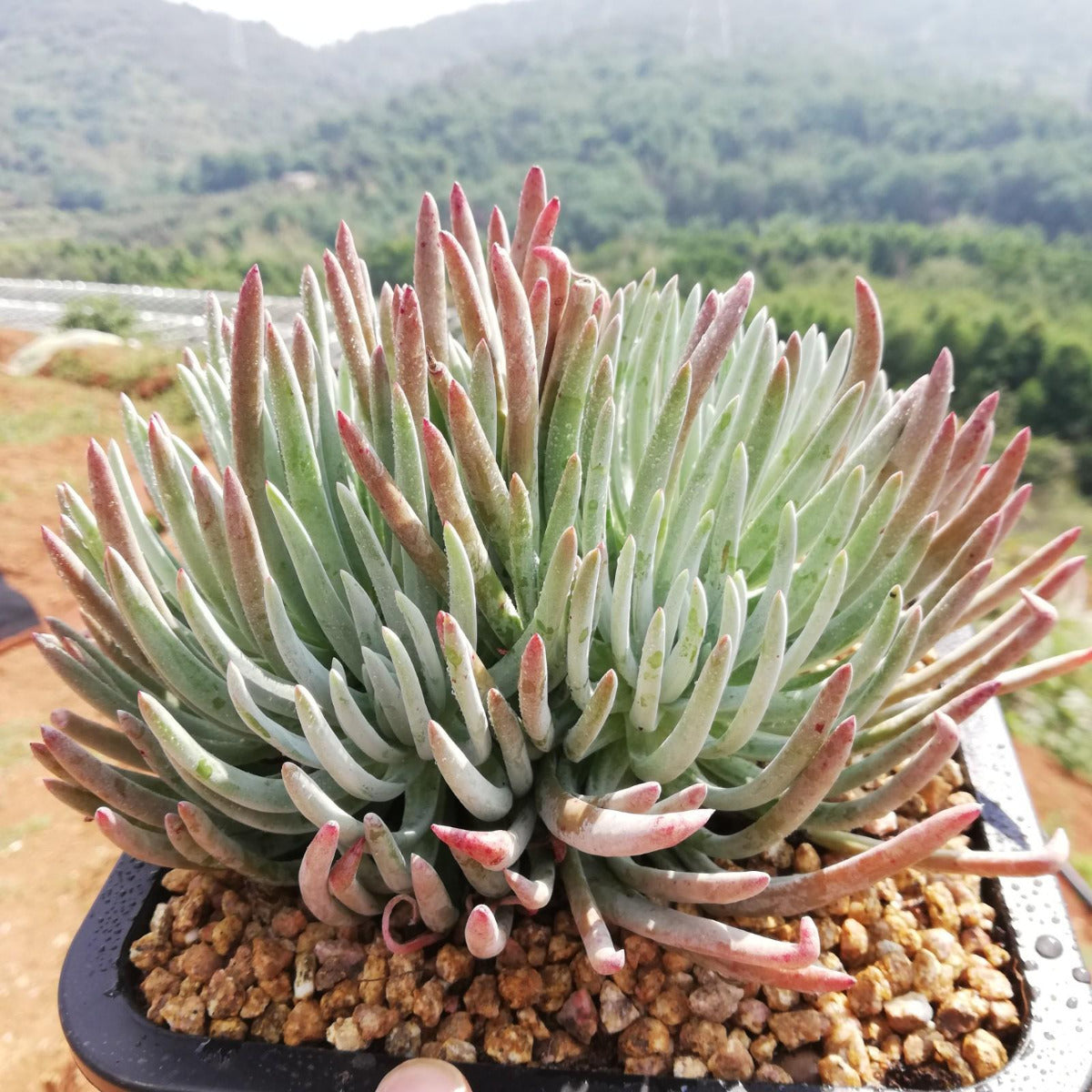 dudleya succulent Fingertips (Dudleya edulis)