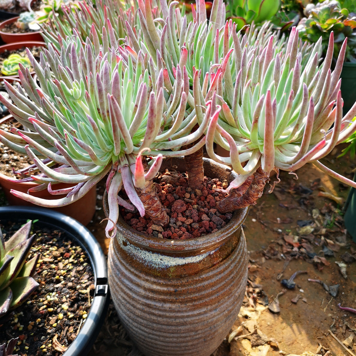 Fingertips (Dudleya edulis)