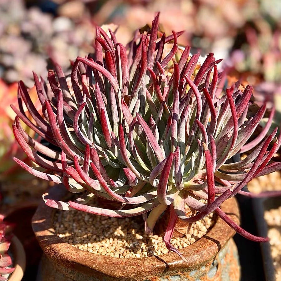 Fingertips (Dudleya edulis)
