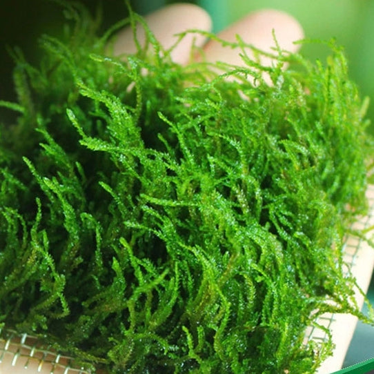 flame moss bonsai tree Flame Moss (Taxiphyllum sp. "Flame")