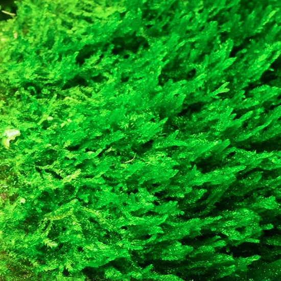 Flame Moss (Taxiphyllum sp. "Flame")