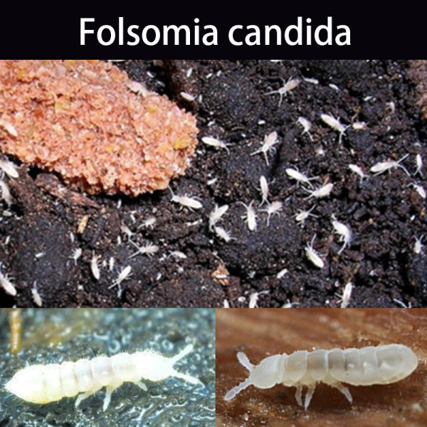 White Springtails (Folsomia candida)