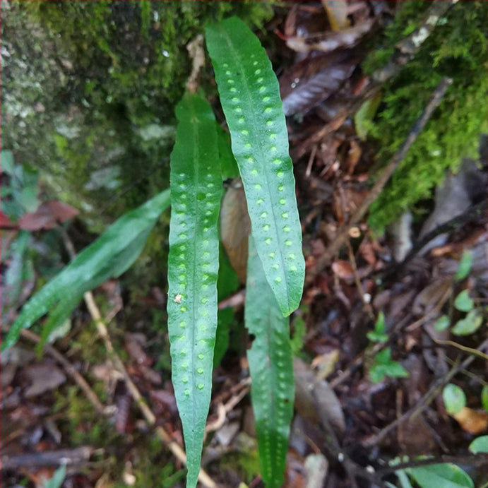Fortune's Ribbon Fern (Neolepisorus fortunei)