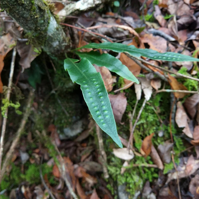 Fortune's Ribbon Fern (Neolepisorus fortunei)