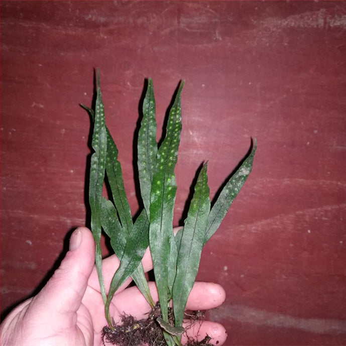 Fortune's Ribbon Fern (Neolepisorus fortunei)
