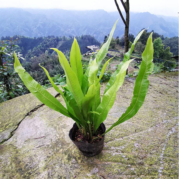 Fortune's Ribbon Fern (Neolepisorus fortunei)