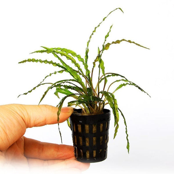Fountain Cryptocoryne ( Cryptocoryne  retrospiralis )