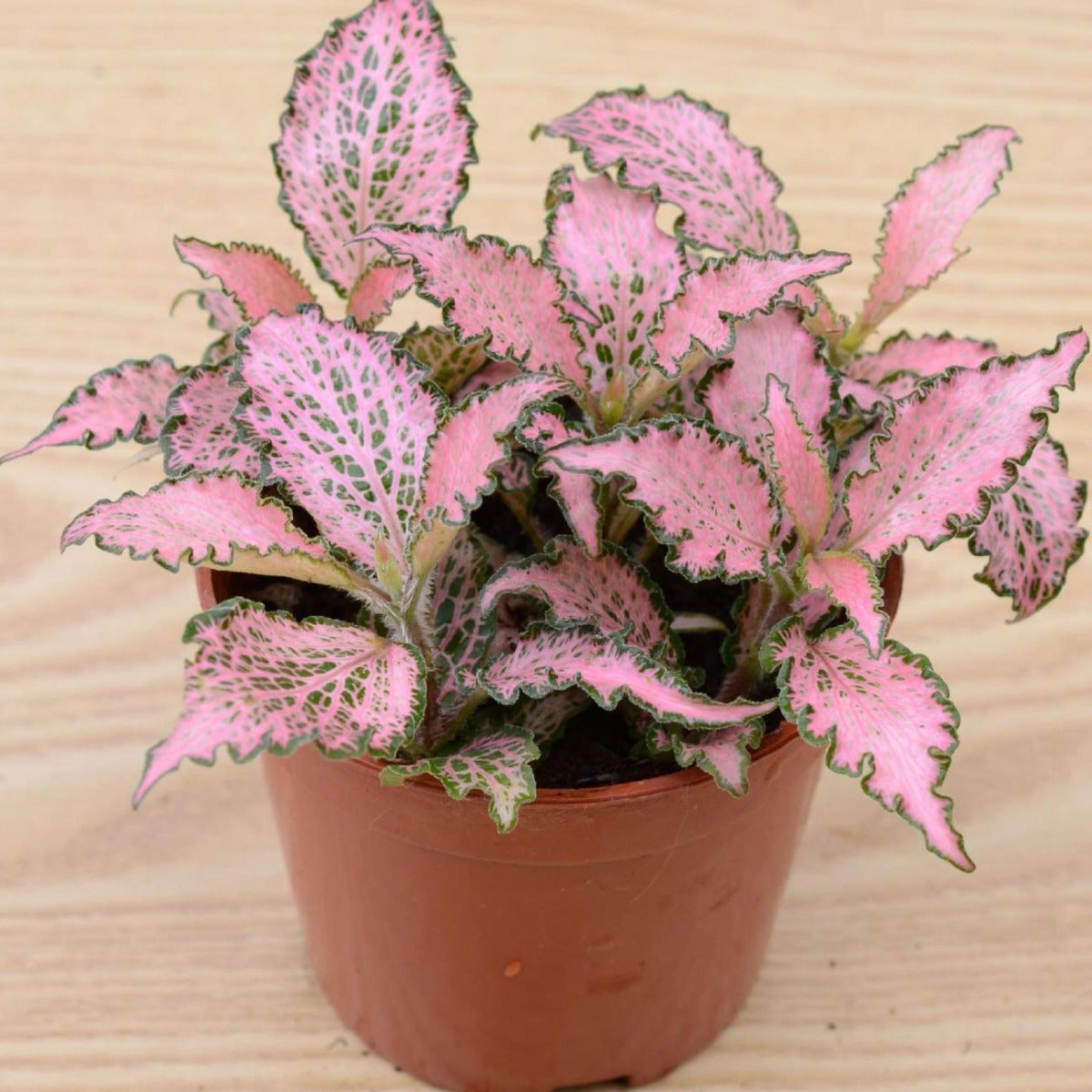 fittonia plant seeds Frankie Nerve Plant (Fittonia verschaffeltii) for Sale
