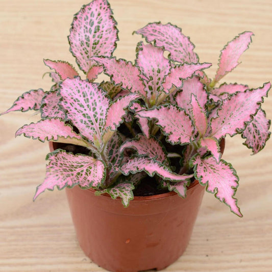 Frankie Nerve Plant (Fittonia verschaffeltii)