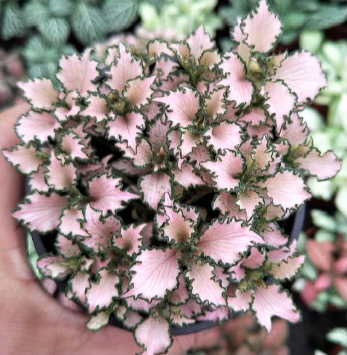 Frankie Nerve Plant (Fittonia verschaffeltii)