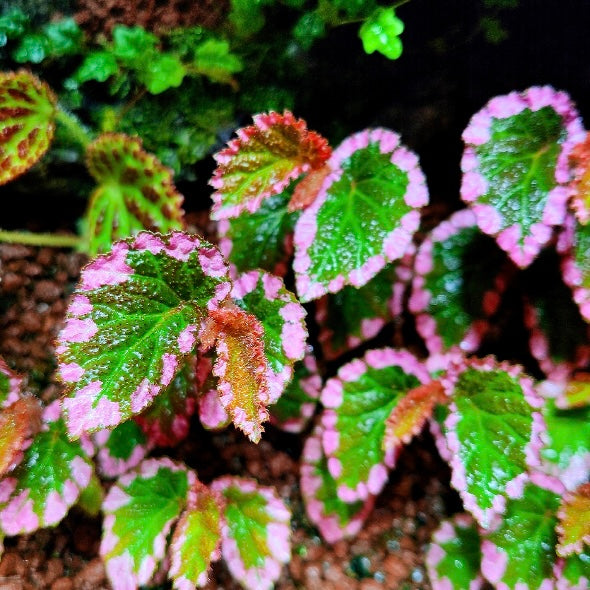 Fulvo Villosa Begonia ( Begonia fulvovillosa )