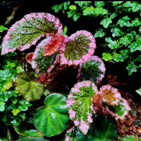 Fulvo Villosa Begonia ( Begonia fulvovillosa )